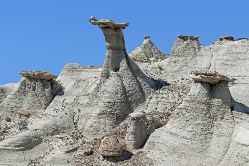 Fossil Forest